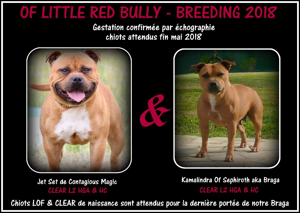 Of Little Red Bully - Bientôt des BB