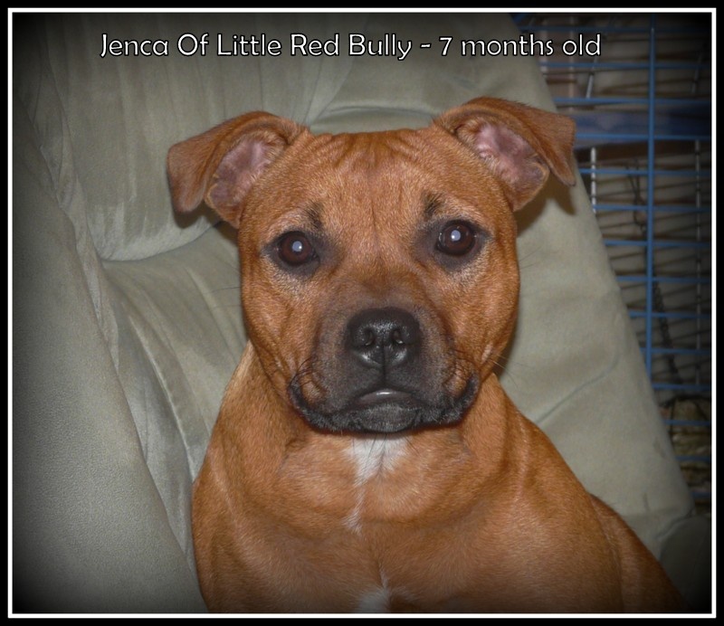 Jenca Of Little Red Bully