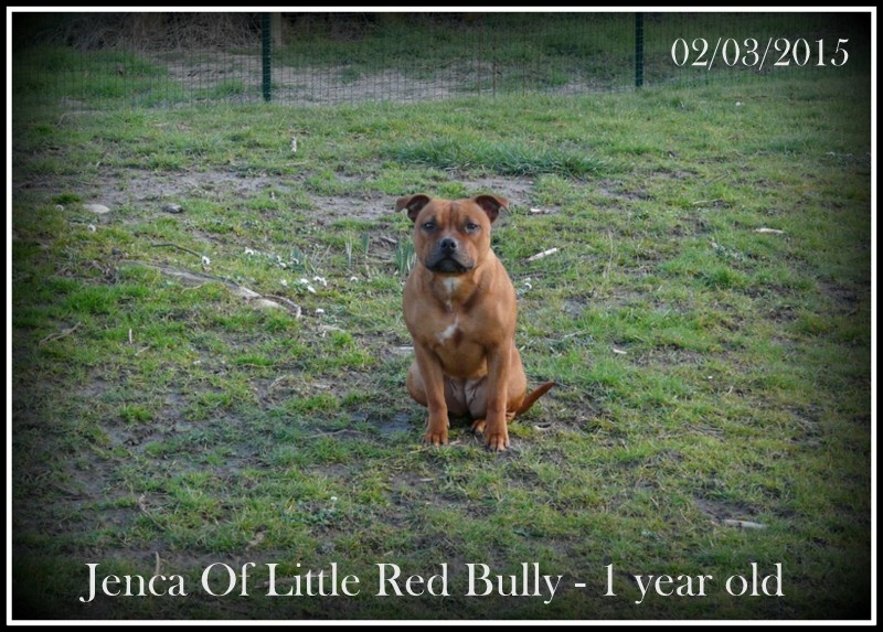 Jenca Of Little Red Bully