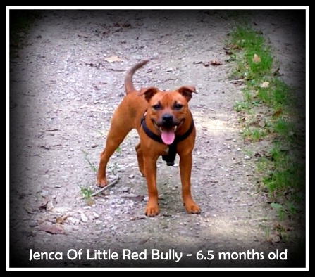 Jenca Of Little Red Bully