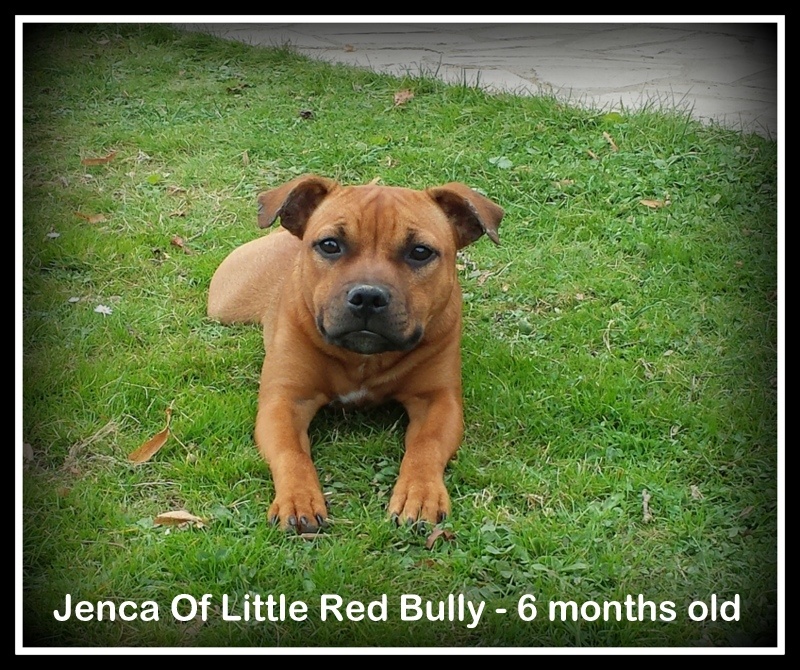 Jenca Of Little Red Bully