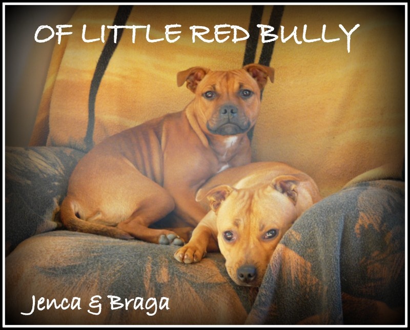 Jenca Of Little Red Bully