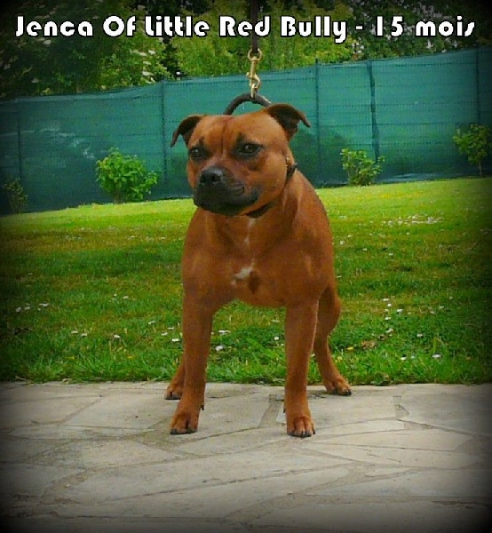 Jenca Of Little Red Bully