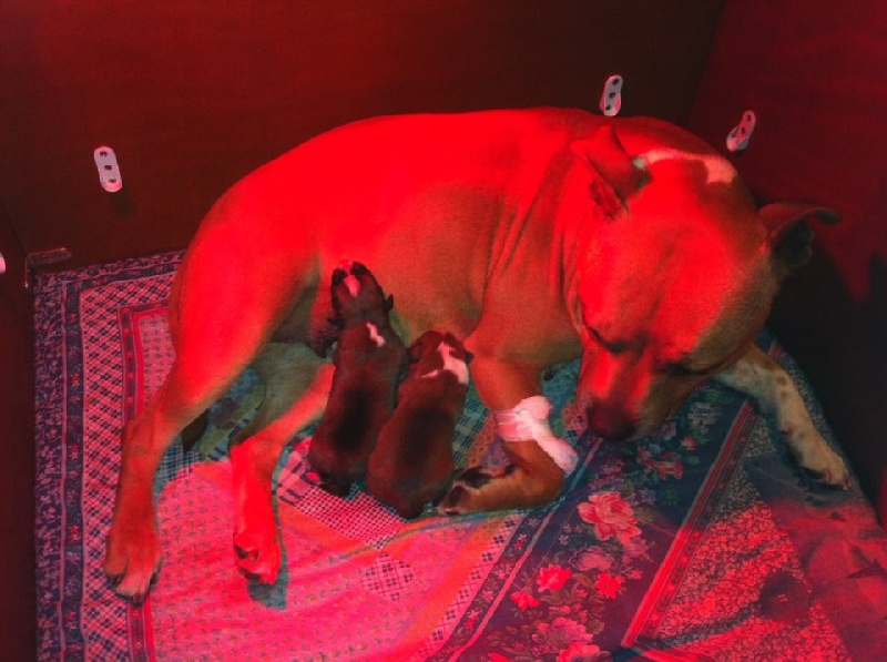Of Little Red Bully - Staffordshire Bull Terrier - Portée née le 29/03/2012