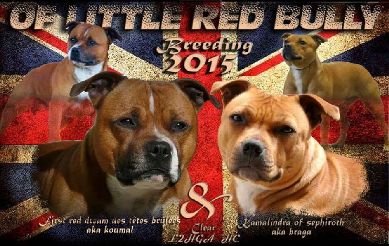 Of Little Red Bully - Staffordshire Bull Terrier - Portée née le 08/04/2015