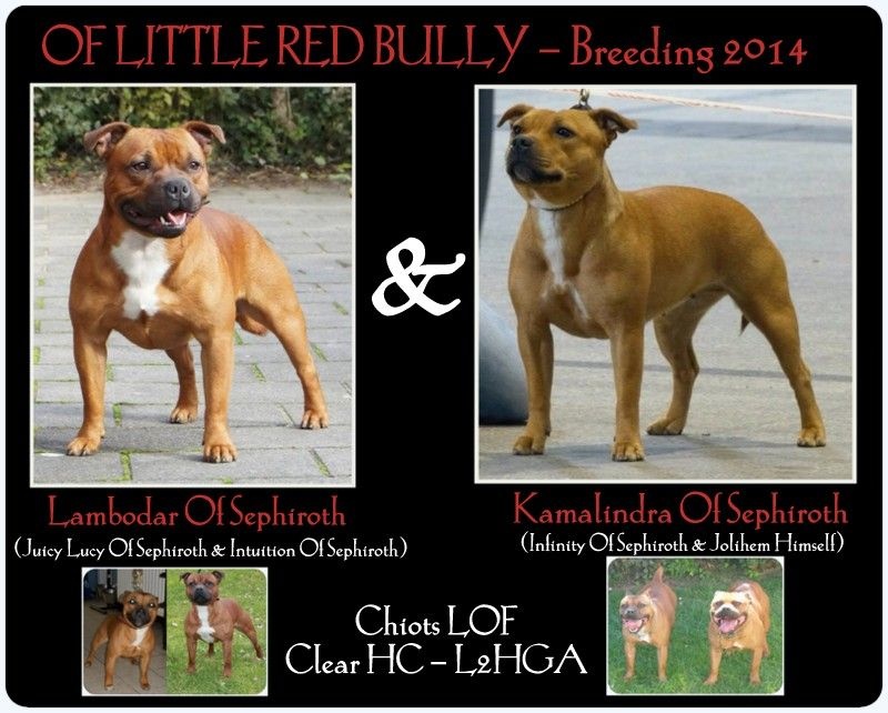 Of Little Red Bully - Staffordshire Bull Terrier - Portée née le 02/03/2014