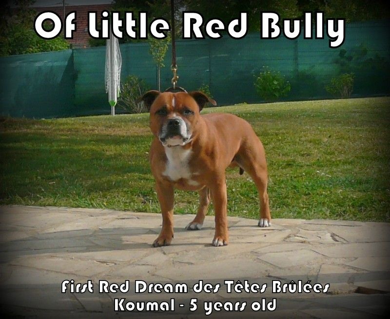 First red dream Des têtes brulées