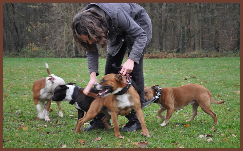 Dicsy, Koumal et Braga
