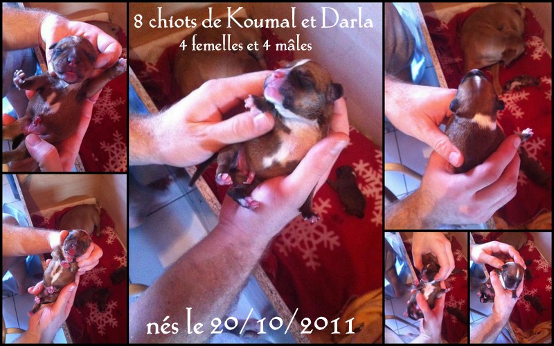 Chiots Koumal & Darla nés 20/10/2011