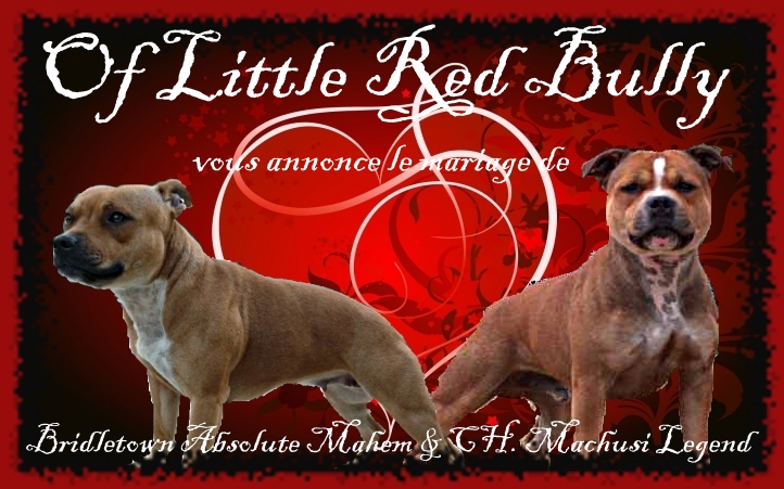 BB Dicsy Marley 2011