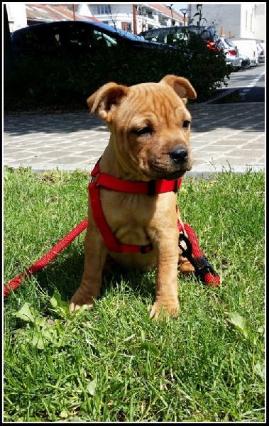 Pups 2014 (Braga & Lambodar) dans leur nouvelle famille