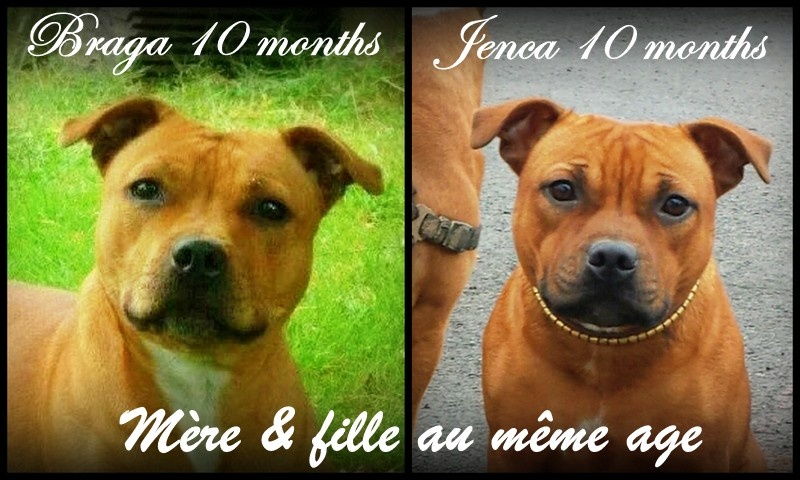 Staffie FAMILY 2015