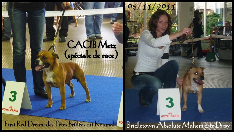 CACIB Metz - CACIB Luxembourg - 05 et 06 nov 2011