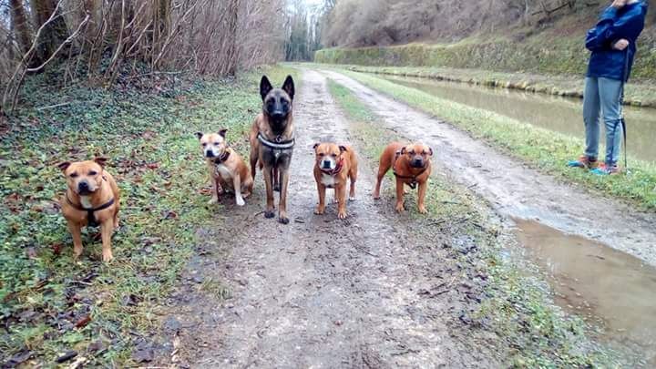 Staffie Malinois 2018
