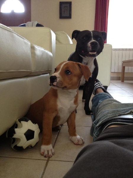 BB Dicsy & Koumal 2012 dans leur nouvelle famille