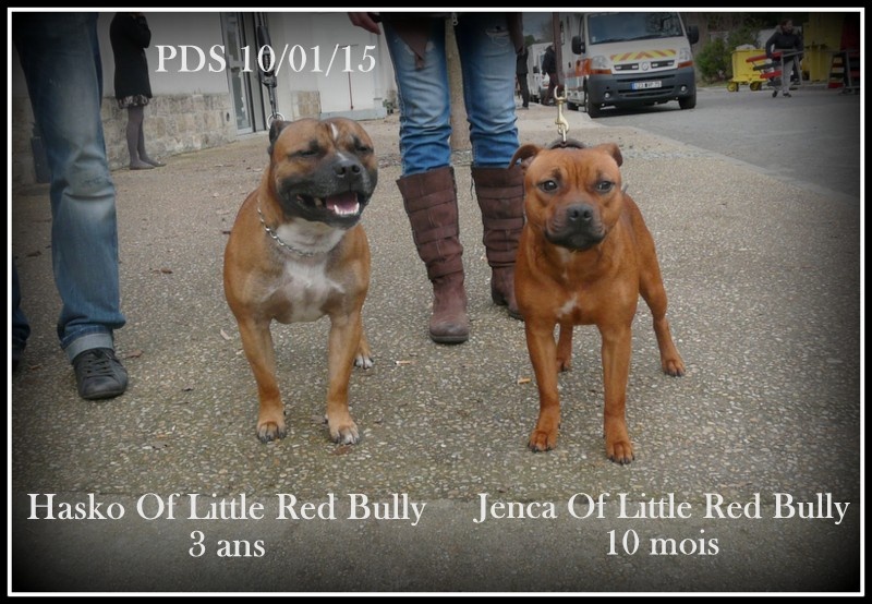 Paris Dog Show 10/01/15