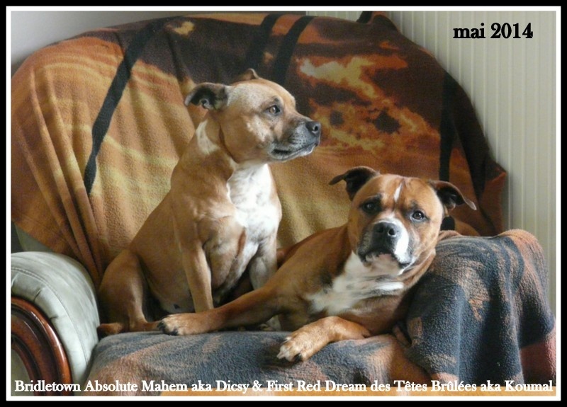 Staffies 2014
