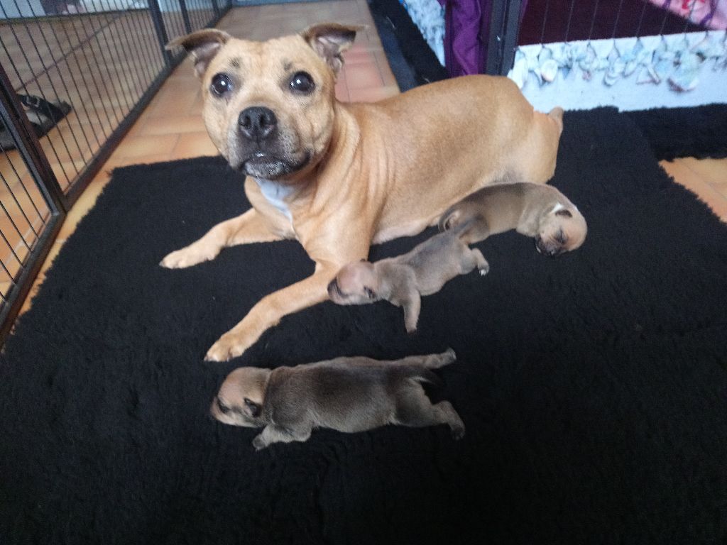 Chiot Staffordshire Bull Terrier Of Little Red Bully